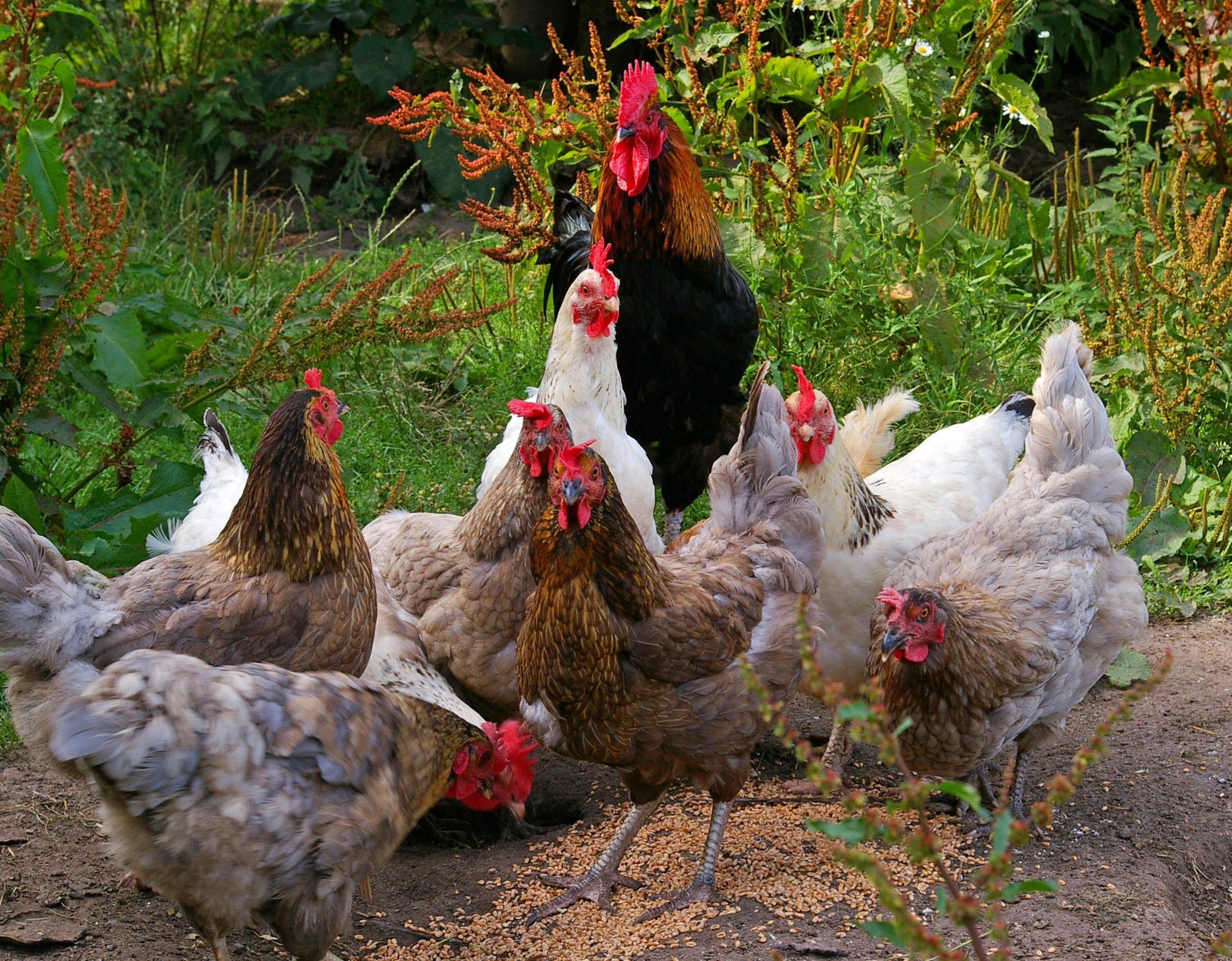 kriemer-chicken-874512